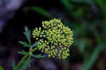 Nuttall's prairie parsley